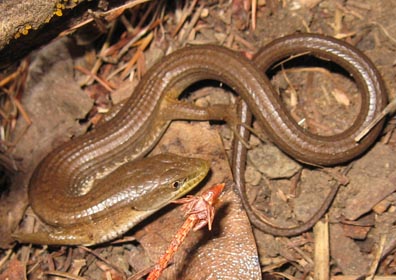 Southern Alligator Lizard